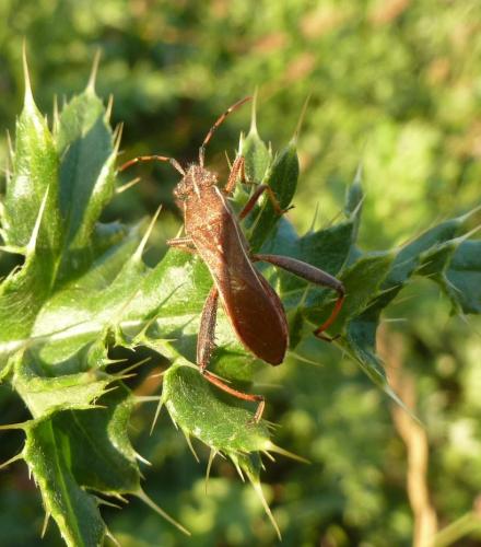 Réf. 215 561 : Camptopus lateralis